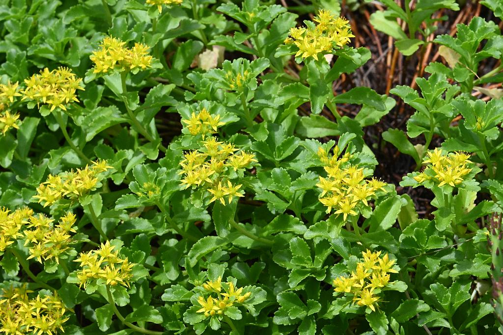 2025-06279166 Broad Meadow Brook, MA.JPG - Orange Stonecrop (Sedum kamtschaticum). Broad Meadow Brook Wildlife Sanctuary, MA, 6-27-2025